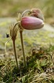  Anémone printemps alpes 