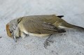 <center>Merci Lionel, mon ami photographe, de me permettre de rectifier <br>
le nom de cet oiseau ; j'ai cru qu'il s'agissait d'un verdier.
  