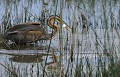 <center>
que dans la fable de Jean de la Fontaine. Héron pourpré et proie dans le bec.
Etang en Brenne. 