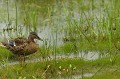 <center>
Le plumage est sublimé par temps de pluie. Canard Souchet mature. Etang de brenne 