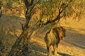  Éclairage matinale. Lion marquage.Queue levée.
vue arrière,
IL urine contre des branches basses.
Kgalagadi Transfrontier Park. Namibie. 