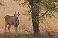 <center>La sécheresse est-elle cause de sa maigreur ? La maladie ?  