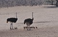  Autruches  et Autruchons désert du Kalahari. Namibie 