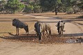 Gnous désert du Kalahari recherche de point d'eau.. Sur piste après la pluie.
Namibie 