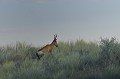  Bubale en déplacement.
Désert du Kalahari.
Namibie 