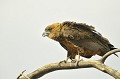  Aigle bateleur immature, prêt à l'envol.
De profil gauche.
Namibie 