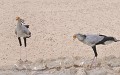  Couple de serpentaires au point d'eau. 
Namibie 