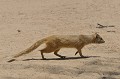  Mangouste fauve se déplaçant sur le sable du kalahari.
Namibie 