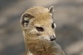  
Gros plan. Tête de face, d'une mangouste fauve.
Face au soleil.
Namibie 