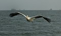  Pélican au dessus du Catamaran. 