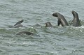 <center>
Quelques belles scènes à photographier tandis que nous<br>
nous approchons d'une langue de sable pour rejoindre nos véhicules.<br> 
Nous irons, en suivant le bord de mer, jusqu'à Sandwich Harbour.  