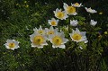 <center>L'anémone des Alpes<br>
Feuilles et fleurs sont antispasmodiques et sédatives.  