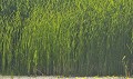<center> ce magnifique rideau de roseaux offre un fond harmonieux aux sujets qui viendront se poser sur le plan d'eau.  