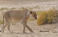 <center>La proximité d'un point d'eau favorise les observations.<br>
La patience doit être la règle principale pour avoir<br>
la chance de voir arriver prédateurs et proies. Lionne en mouvement, Kalahari Namibie 