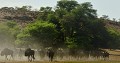 <center> 
En déplacement, ce groupe de gnous est à la recherche <br>
de pâturages, mais aussi de points d'eau. Gnous en déplacement , KALAHARI Namibie. 