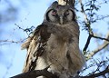 <center> 
Bubo lacteus, grand-duc de Verreaux.<br> 
Facilement identifiable grâce à ses paupières roses,<br>
ses pattes emplumées. Très beau rapace qui somnole<br>
et ouvre, de temps à autre, les yeux. 



  