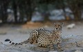 <center> 
Continuellement aux aguets.<br>
Ce territoire est aussi celui des hyènes et des lions.<br>
Il faut se montrer vigilant quand on est un guépard. Guépard couché devant le point d'eau. KGALAGADI Transfrontier Park 