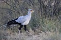 <center>
Redoutable prédateur et grand marcheur, il mange insectes, <br>
petits vertébrés, batraciens, lézards et serpents.<br>Seul rapace à arpenter la savane à pied.
 Serpenterre. Secretarybird. Namibie 