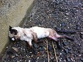 <center>
...Et pourtant il me semble reconnaître une petite chatte SDF <br>
qui venait chez moi et qui avait disparu.  