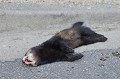 <center>
 Je n'ai pas laissé cet animal sur la route.<br>
Quelques images prises chez moi suivent.  