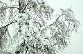 <center>Les bourgeons commençaient  à habiller les bouleaux. Puis la neige fit une nouvelle offensive. Bouleaux enneigés Vallée d'Aoste. 