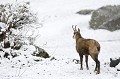 <center>
Il y a encore quelques jours, la prairie offrait son territoire<br>
à l'appétit des herbivores. Il faudra de nouveau<br>
dégager cette neige pour y trouver de quoi se repaître. Chamois de profil seul sur la neige 