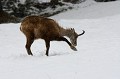 <center> Dégager largement le manteau neigeux... Chamois mâle dégage avec la patte le manteau neigeux. 