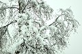 <center>Quand la neige fraîche saupoudre les jeunes pousses du bouleau. Branches de bouleau sous la neige fraîche 