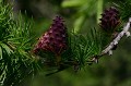 <center>
La flore reprit ses couleurs. <br>
La récolte photographique compléta la quête animalière. Fruit du mélèze printemps vallée d'Aoste. 