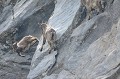 <center>
arriva sans aucun dommage aucun pour ce roi de la montagne.
  