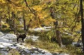 <center>
La neige a déjà marqué son passage<br>
Le chamois semble interrogatif... Présage d'un hiver précoce ? Chamois à l'automne avec neige en sous bois. grand Paradis Vallée d'Aoste. Italie 