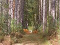 <center>
Un gros travail d'entretien pour conserver<br>
ces laies en bon état dans cette propriété. Laie en forêt privée. Superbement entretenue. France. 