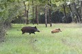 <center> Nous ne nous attendions pas à cette rencontre ! femelle sanglier et jeune 