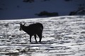 <center>la neige n'a pas totalement recouvert la végétation.  