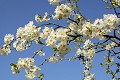 <center>Le printemps explose ; les arbres fruitiers en attestent l'arrivée !
 fleurs du cerisier 