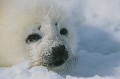 <center>Devant sa beauté fragile, d'effroyables images me submergent... <br> 
Comment peut-on seulement songer à le massacrer ? phoque du groënland, bébé phoque , blanchon 