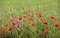 <center>
Retour en force des coquelicots... Enfin !<br>
Ravissant mariage avec la Campanule raiponce. coquelicot, campanule raiponce, fleurs sauvages 