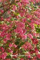 <center>
Le plus connu des groseilliers à fleurs, c'est le rose :<br>
R. sanguineum dont les grappes de clochettes, de<br>
février à avril, embaument délicieusement le cassis. cassis-fleur, arbuste, groseilliers à fleurs. printemps 