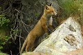 <center>
Pour passer d'un terrier à l'autre, les jeunes doivent franchir<br>
cette roche qui coupe la coulée. Je m'amuse de les voir<br>
escalader ce bloc puis redescendre de l'autre côté, caracolant ! renardeau, bloc rocheux, alpes vallée d'aoste 