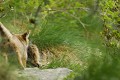 <center>
Cette fois, c'est une carcasse de marmotte qu'un jeune<br> transporte dans sa gueule. Je me demande combien<br>
il peut y avoir de proies dans tous ces orifices naturels? renardeau, proie de marmotte alpes vallée d'Aoste 