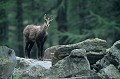 <center>La surprise est la même pour nous deux !<br> Je ne m'attendais pas à voir ce chamois arriver par le sentier et descendre par les grosses marches de granit. chamois sentier alpes vallée de cogne 