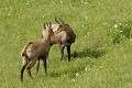 <center>Les secondes s'égrennent sans qu'ils ne bougent... Chamois regard l'un vers l'autre. alpes prairie alpines vallée d'aoste 