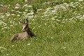 <center>Ce parterre de fleurs printanières offre un repos poétique. chamois couché prairie Alapine 