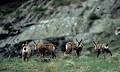 <center>Comme des enfants, ils jouent, sous l'oeil des mères qui sont à l'écart. Attention de ne pas se faire voir, sinon c'est la débandade et tout ce petit monde se retrouve à couvert dans le sous-bois ! cabris chamois harde alpes vallée d'Aoste 