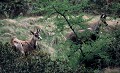 <center>C'est le temps de l'abondance !<br> Les chamois se délectent des pousses nouvelles! chamois, nourriture, pousses épicéa, alpes, grand paradis, 