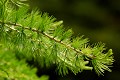 <center>
Vert tendre, ces jeunes pousses molles redonnent vie à ce<br>
magnifique GYMNOSPERME (conifère) qu'est le Larix decidua. Mélèze Larix decidua pousse printannière alpes vallée d'Aoste 