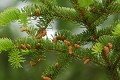 <center>
Picea abies offre, lui aussi, ses nouvelles pousses <br>
accompagnées de ses fleurs mâles. Epicea, pousses nouvelles et fleurs mâles ( Picea abies )alpes grand paradis. 