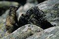 <center>...Est mère de sûreté ! 
L'observation des environs n'est pas à négliger.<br> Ici, dans ces amas rocheux, la marmotte trouve des terriers naturels mais elle n'est pas la seule ; Goupil aussi peut s'y cacher !<br>
L'une des postures de surveillance consiste à se mettre sur ses courtes pattes arrières, la mobilité de la tête faisant le reste. Marmotte, rochers, observation, alpes. 