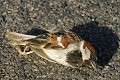 <center>
Ce matin, une petite route départementale.<br>
A 7h30, (mon 1er passage), tout était calme.<br>
A 10h, ce moineau était sur le bitume, mort. moineau domestique mâle nuptiale mort sur la route 