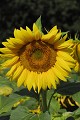 <center>
Helianthus annuun. Friandise des oiseaux, la plus nutritive<br>
des plantes que l'on puisse leur offrir, elle est toutefois<br>
des plus dangereuses pour les abeilles. Le traitement<br>
des tournesols au <i>gaucho</i> a été suspendu depuis 1999 mais,<br>
remplacé par le <i>friponil</i>, il est tout autant montré du doigt.<br> En ingérant ces produits chimiques, les abeilles sont<br> totalement perdues et n'arrivent plus à rejoindre leur ruche.
 tournesol la fleur, plante , 